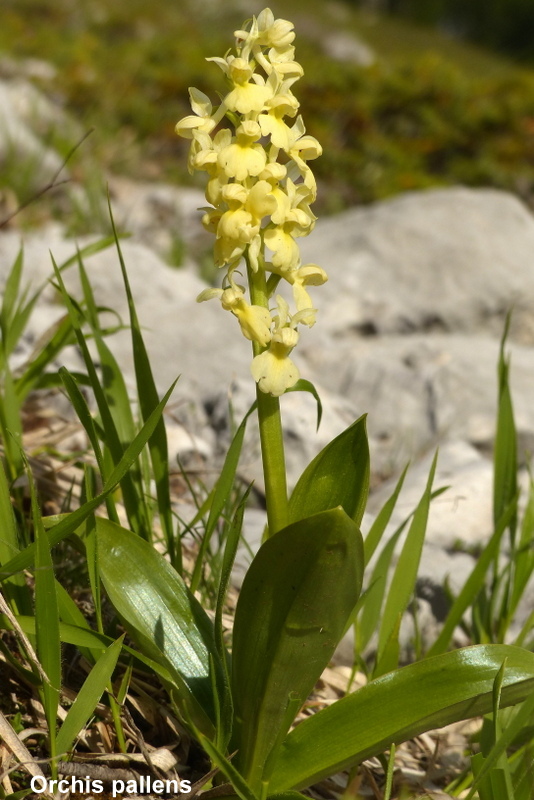 Una giornata tra le orchidee da Villetta Barrea a Scanno - 16 giugno 2021